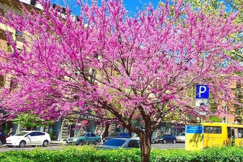 Погода в Армении: июнь в апреле 