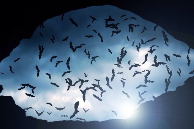 Древний вампир: в аргентинской пещере нашли окаменелость гигантской летучей мыши