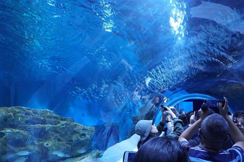 Более 2,2 тыс. метров над уровнем моря: в Китае создан самый высокогорный аквариум в мире 
