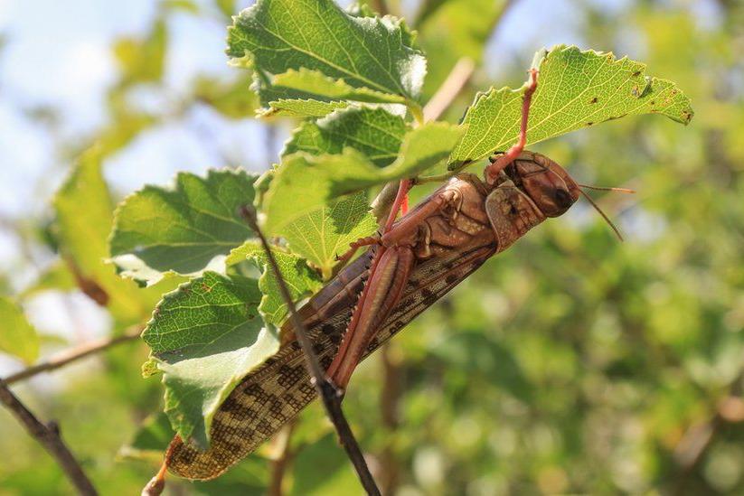 Ничего подобного не наблюдалось на протяжении десятилетий: из-за нашествия полчищ саранчи жителям востока Африки грозит голод