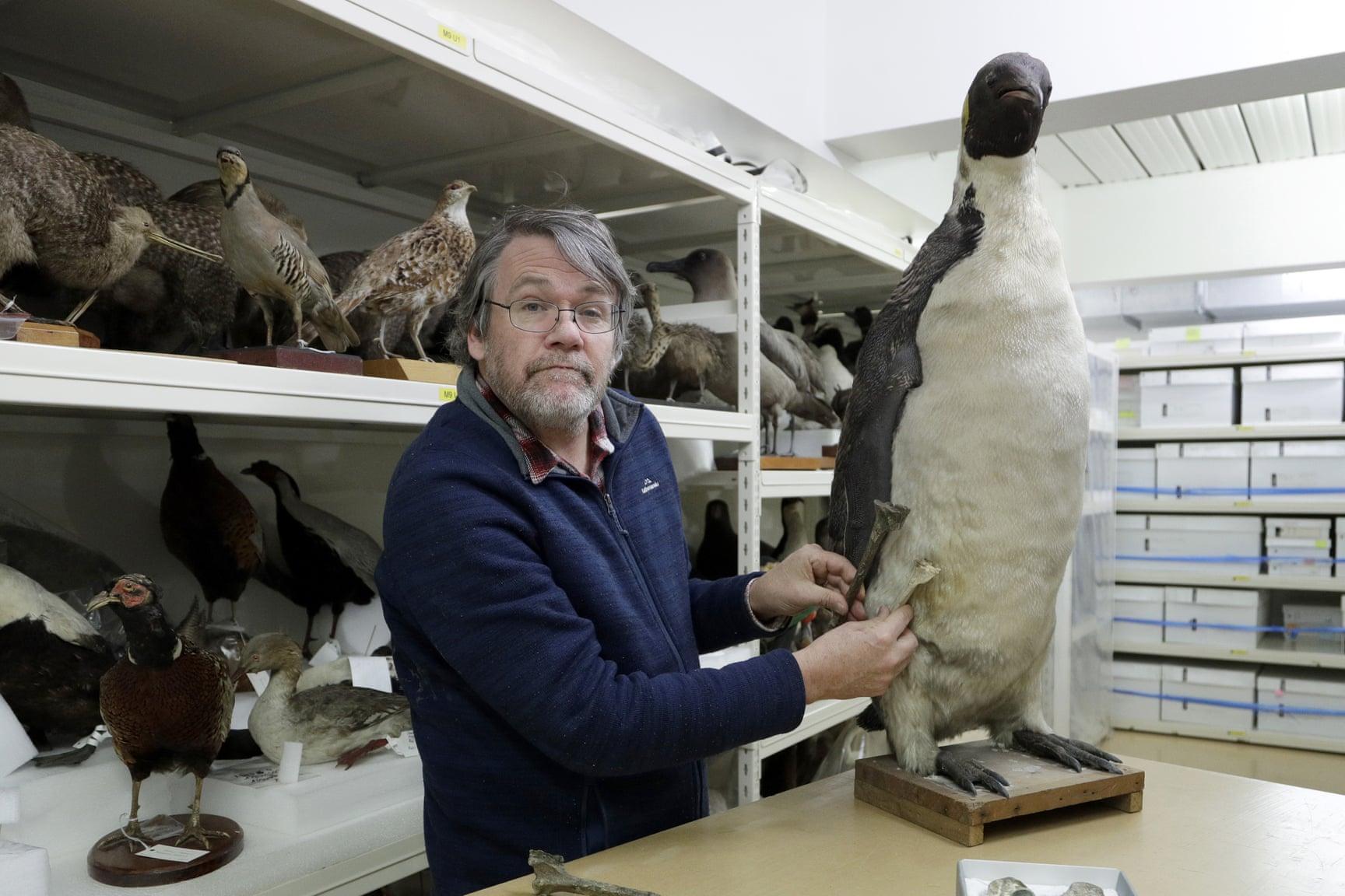 Эти существа жили почти 66 миллионов лет назад: в Новой Зеландии обнаружили останки «пингвина-монстра»