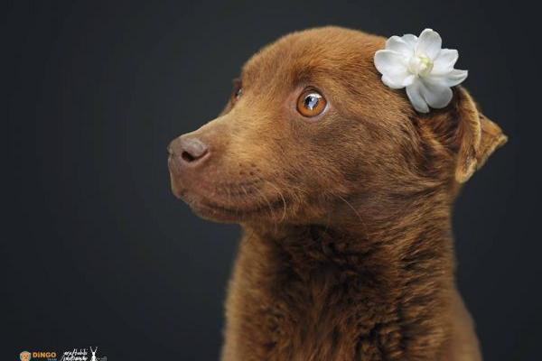 Չորդեգրվող շները կներկայանան նոր կերպարով