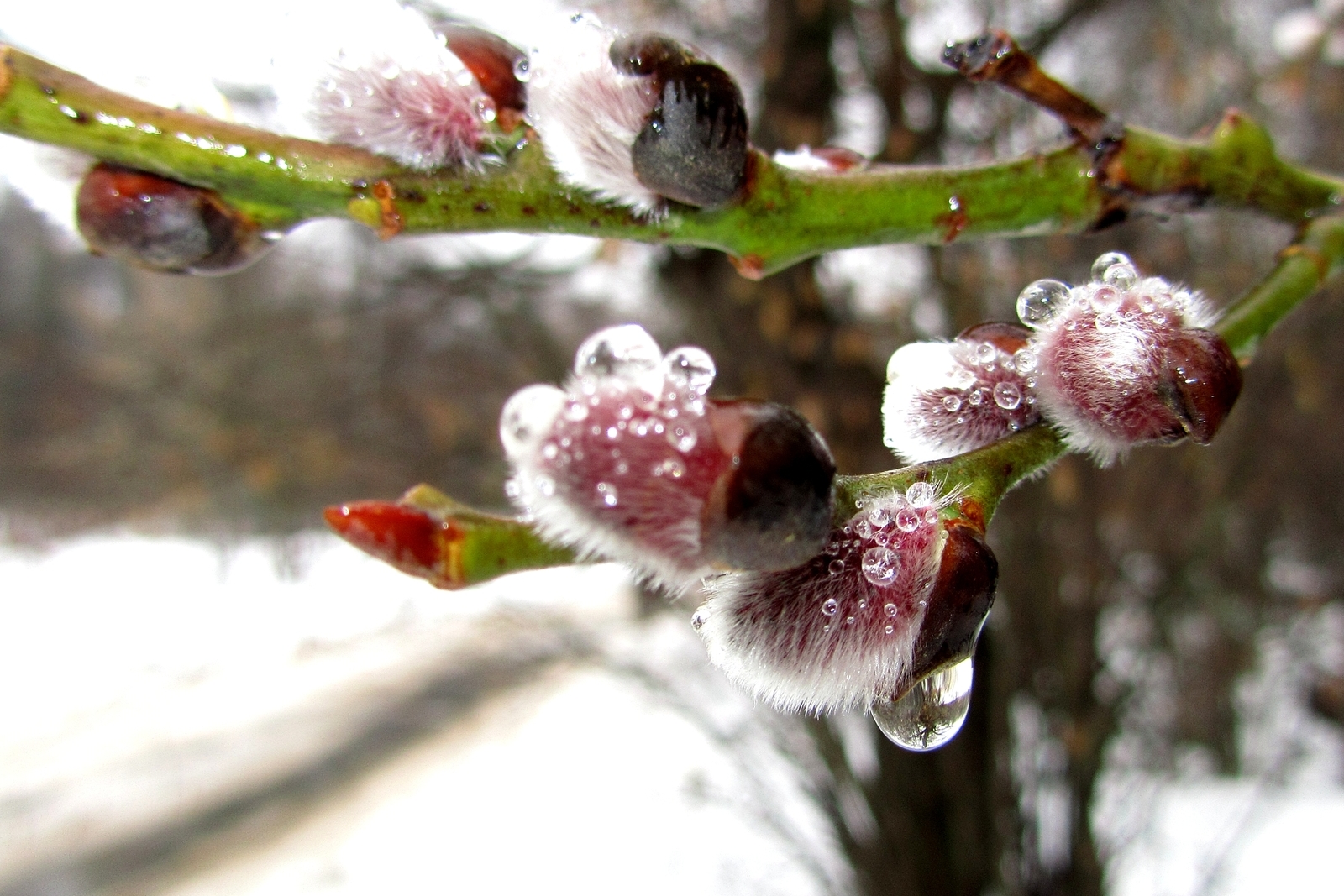 Погода в Армении: весна наступит строго по календарю
