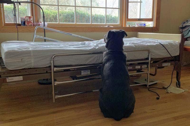 В США пес несколько дней ждал умершего хозяина у его койки в больнице