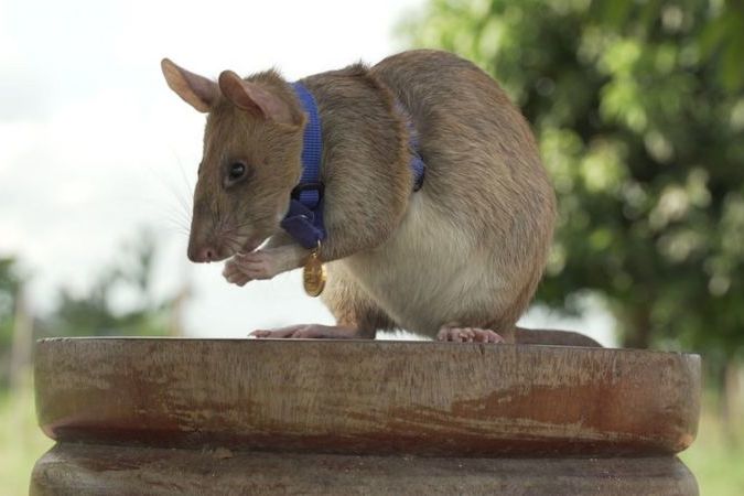 За преданность долгу и спасение жизней: крыса-сапер получила золотую медаль за храбрость