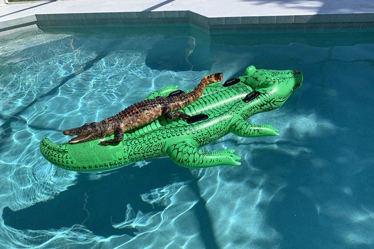 Во Флориде аллигатор забрался в бассейн и покатался на надувном аллигаторе