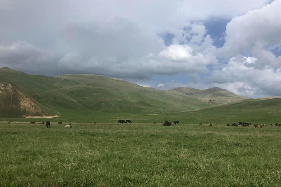 Ադրբեջանական  զինվորականները կրակահերթ են արձակել Գեղարքունիքի Կութ գյուղի հովիվի ուղղությամբ, գողացել 80, սպանել 4 եղջերավոր կենդանու   