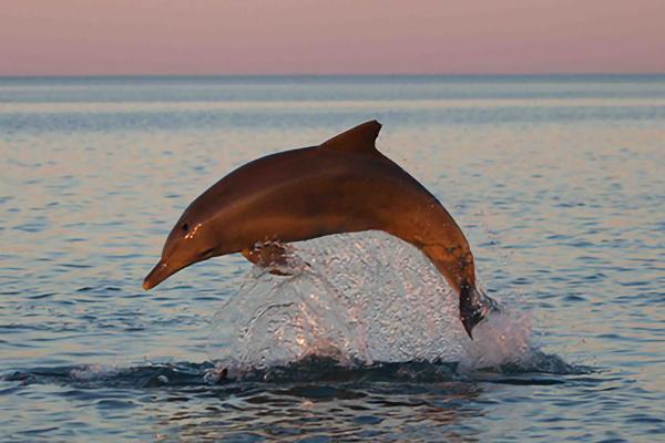Усиление негативных последствий глобального потепления может привести к полному вымиранию дельфинов: ученые