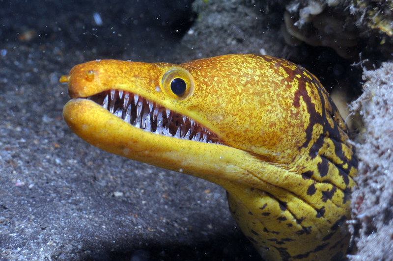 Интересно знать: 10 самых опасных морских животных 
