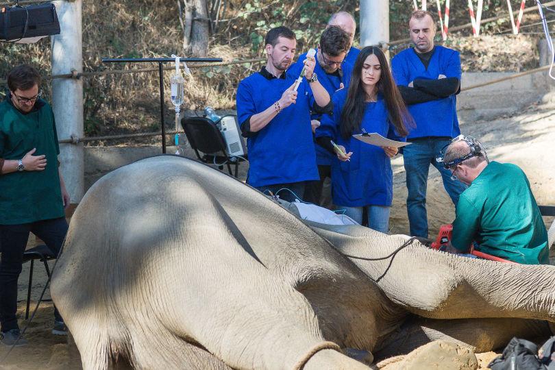 В Тбилиси прооперировали слона Гранда, переехавшего из Еревана.. Операция прошла успешно