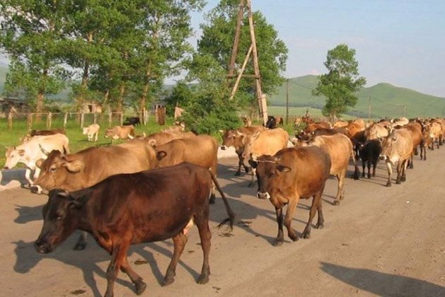 Азербайджанцы угнали скот у фермера из Шурнуха: Зограбян обратилась к Мурадову