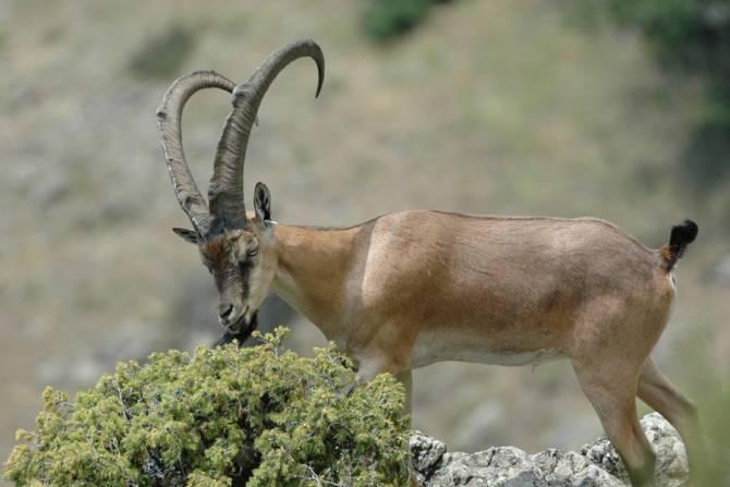 Без признаков жизни обнаружен один из безоарских козлов Ереванского зоопарка