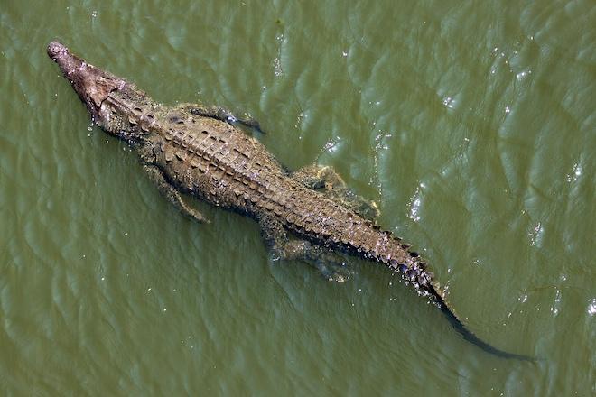 Рядом с атомной станцией во Флориде расплодились редкие крокодилы