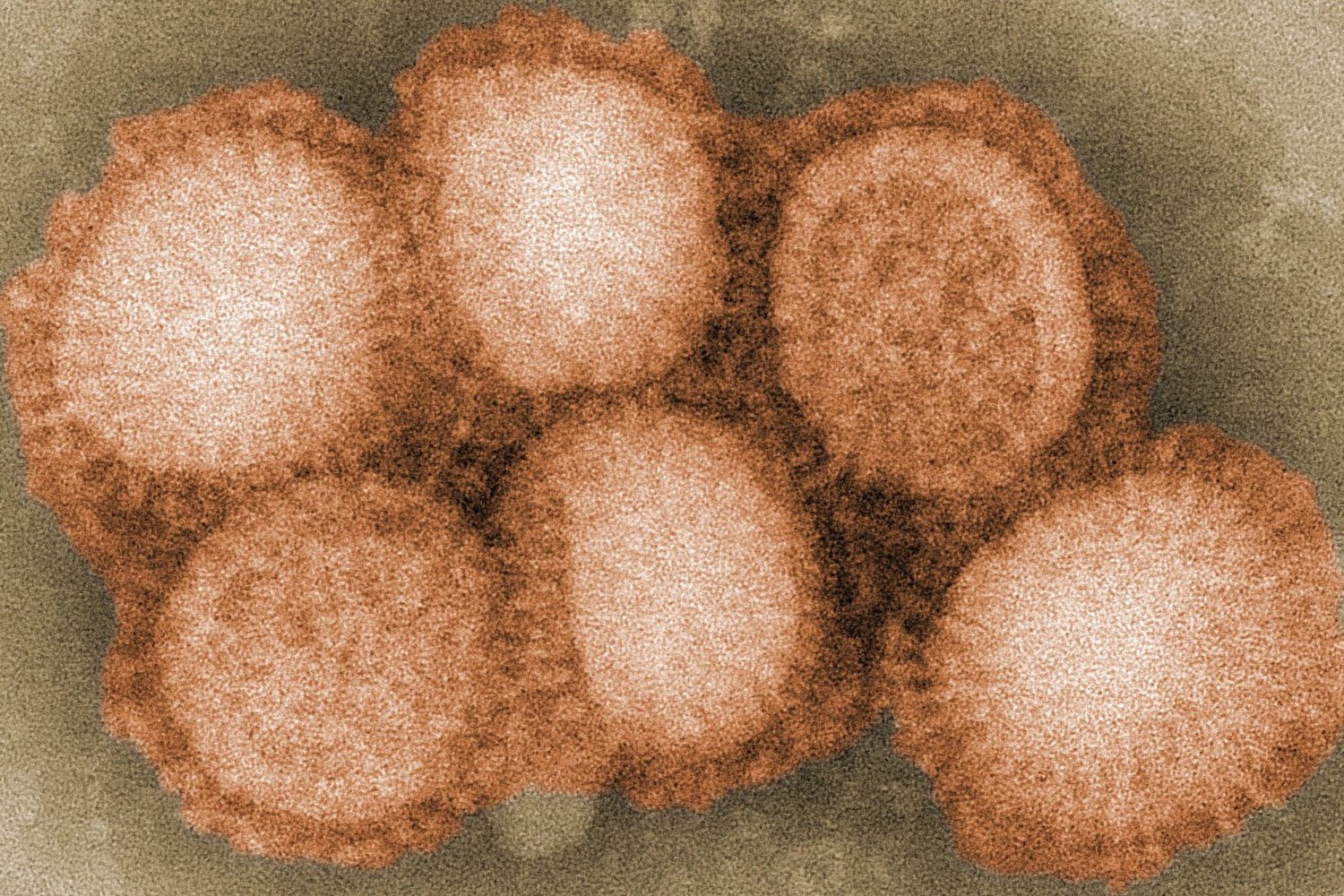 В России выявлены первые в мире случаи заражения птичьим гриппом