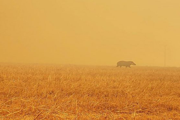 То потоп, то засуха: ученые предсказывают 2020 году место в пятерке самых жарких лет за полтора века наблюдений