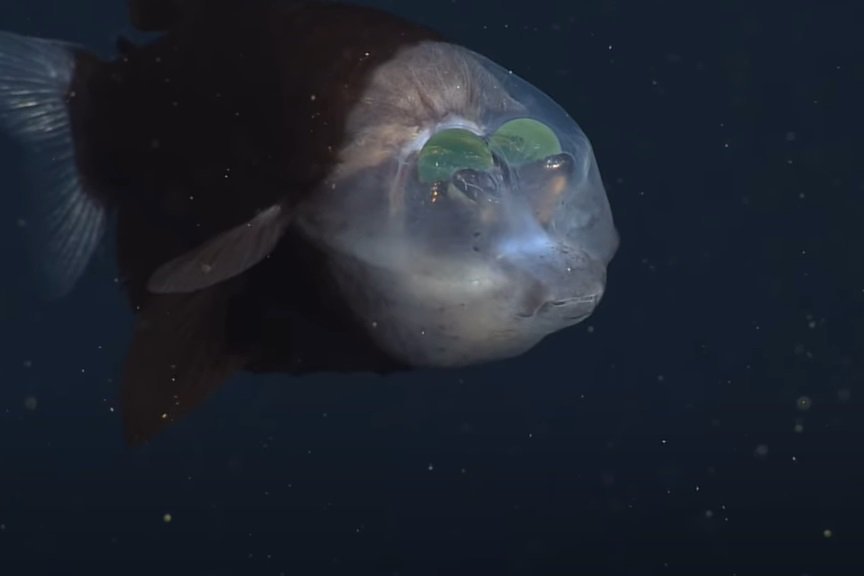 Инопланетное существо: ученые обнаружили очень странную рыбу в Тихом океане