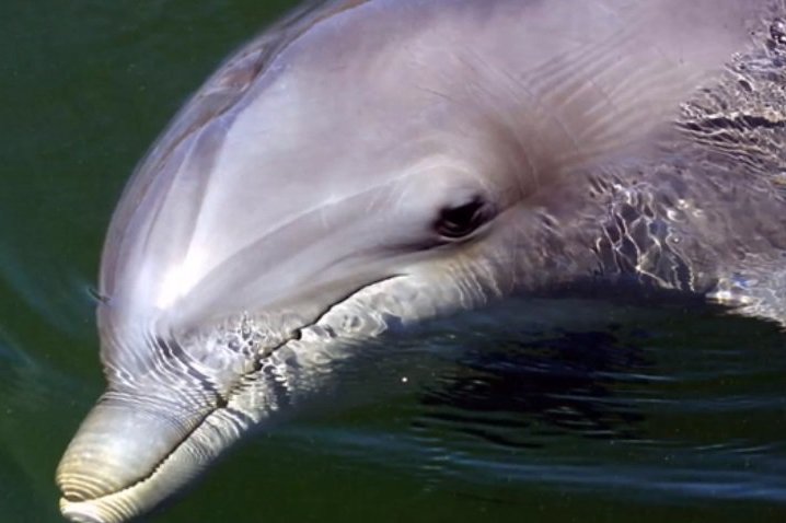 Грустная и поучительная история: дельфин трагически погиб из-за своей страсти к кораблям