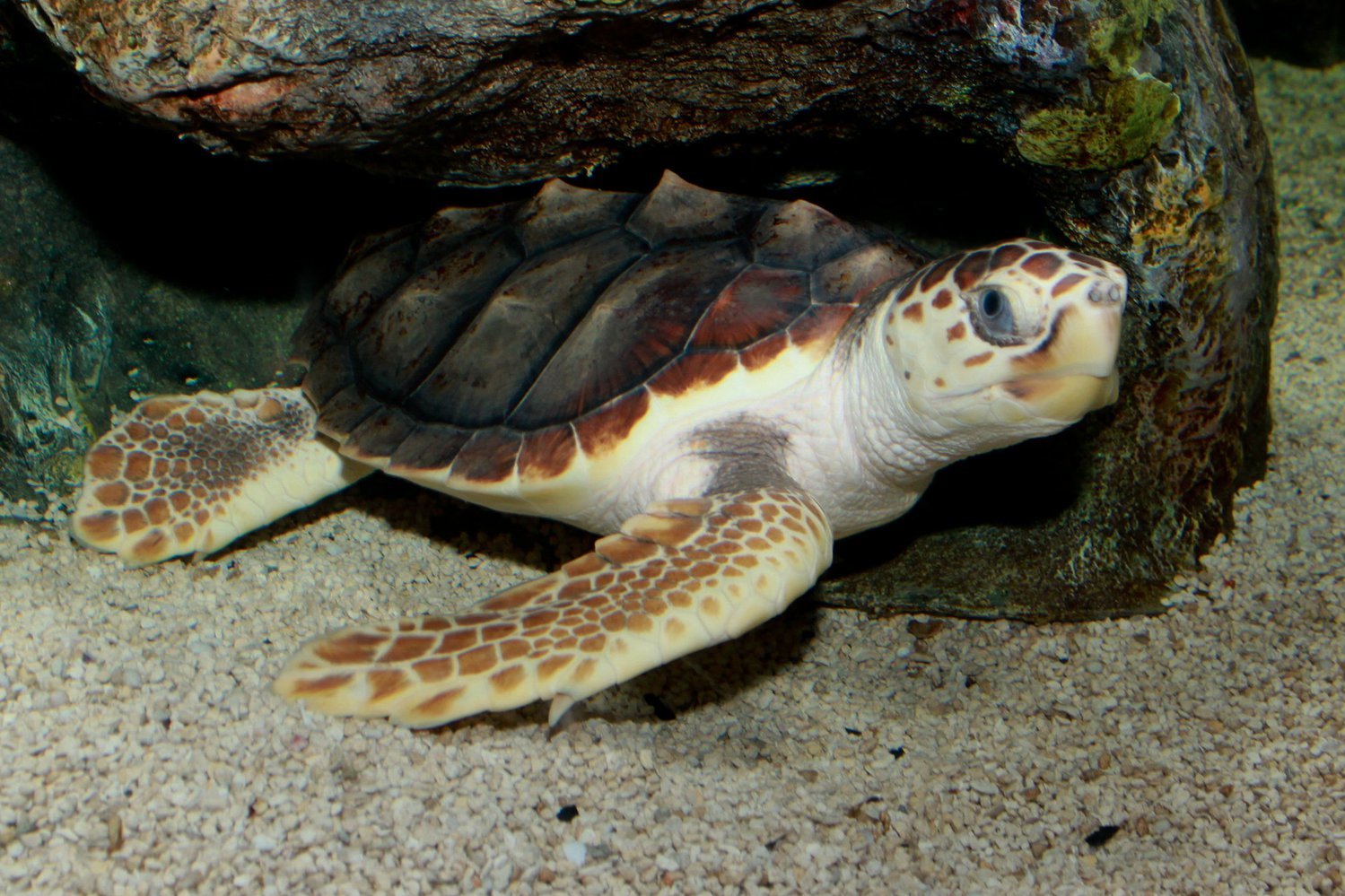 Загрязнение океана вышло на новый уровень: пластик нашли даже в мышцах морских черепах