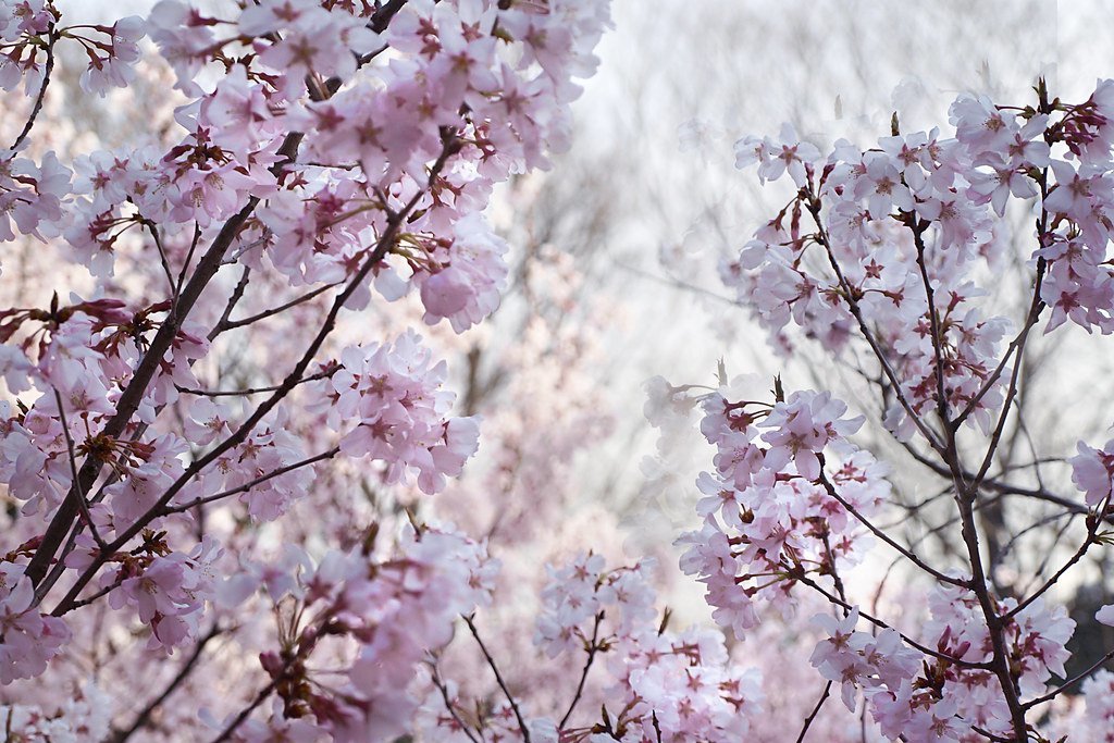В этом году цветение сакуры в Японии стало самым ранним за более чем 1200 лет