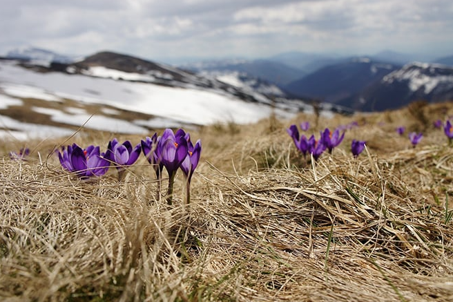 Погода в Армении: весна посреди зимы 