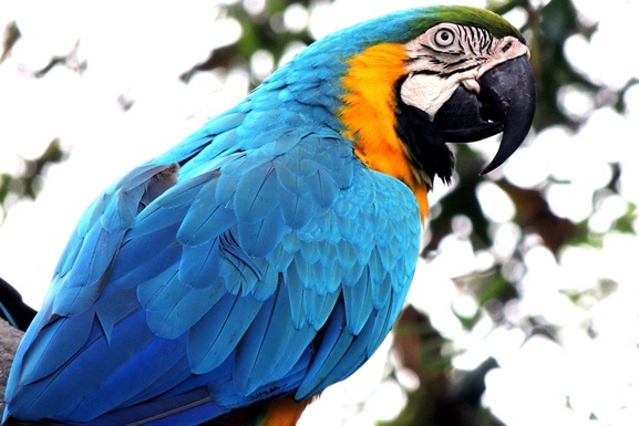 В Буэнос-Айресе суд намерен допросить попугая, ставшего свидетелем убийства своей хозяйки
