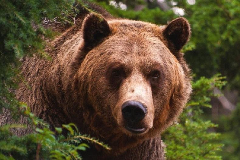 Предки бурых медведей жили на территории Армении: немецкие ученые