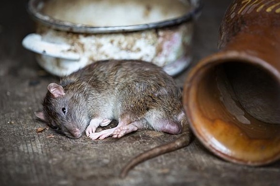 На севере Китая зафиксирована вспышка чумы: власти ввели режим повышенной эпидемиологической опасности