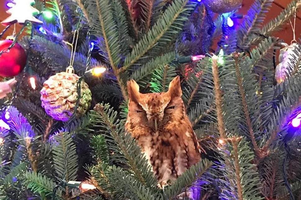 Сюрприз на Рождество: семья купила елку с… живой совой