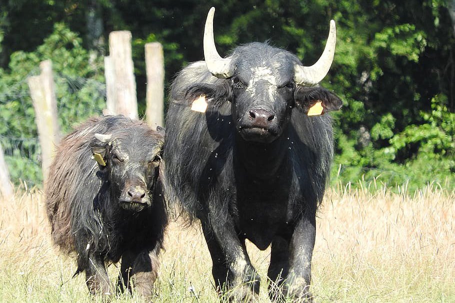 Захмелевшие буйволы сдали своих владельцев-самогонщиков в полицию