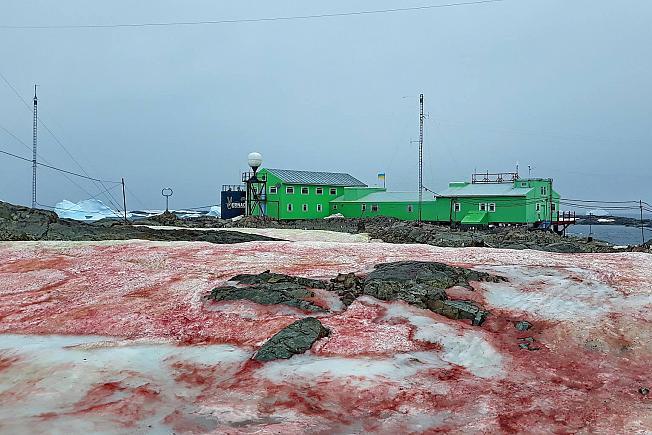 «Кровавый снег» покрыл землю вокруг украинской научной станции в Антарктиде