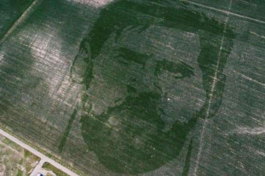 Любовь к кумиру оправдывает все риски: несмотря на засуху аргентинские фермеры высадили изображение лица Лионеля Месси на кукурузных полях