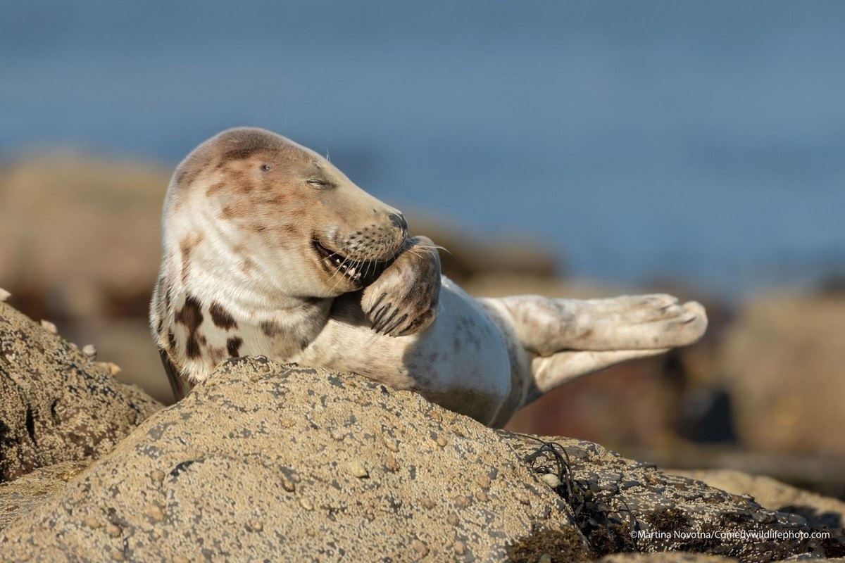 Comedy Wildlife Photography Awards объявил финалистов конкурса самых смешных фотографий из жизни животных