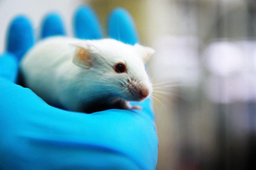 Мыши помогли ученым найти причину заикания 