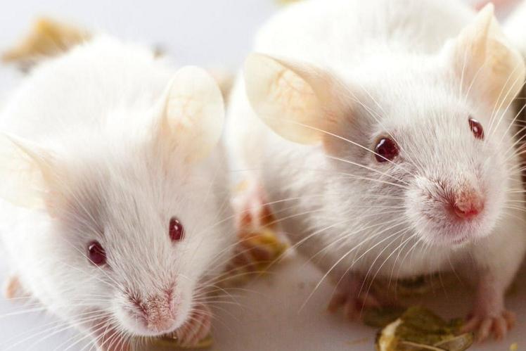 Прорыв в науке: генное редактирование избавило мышей от ВИЧ