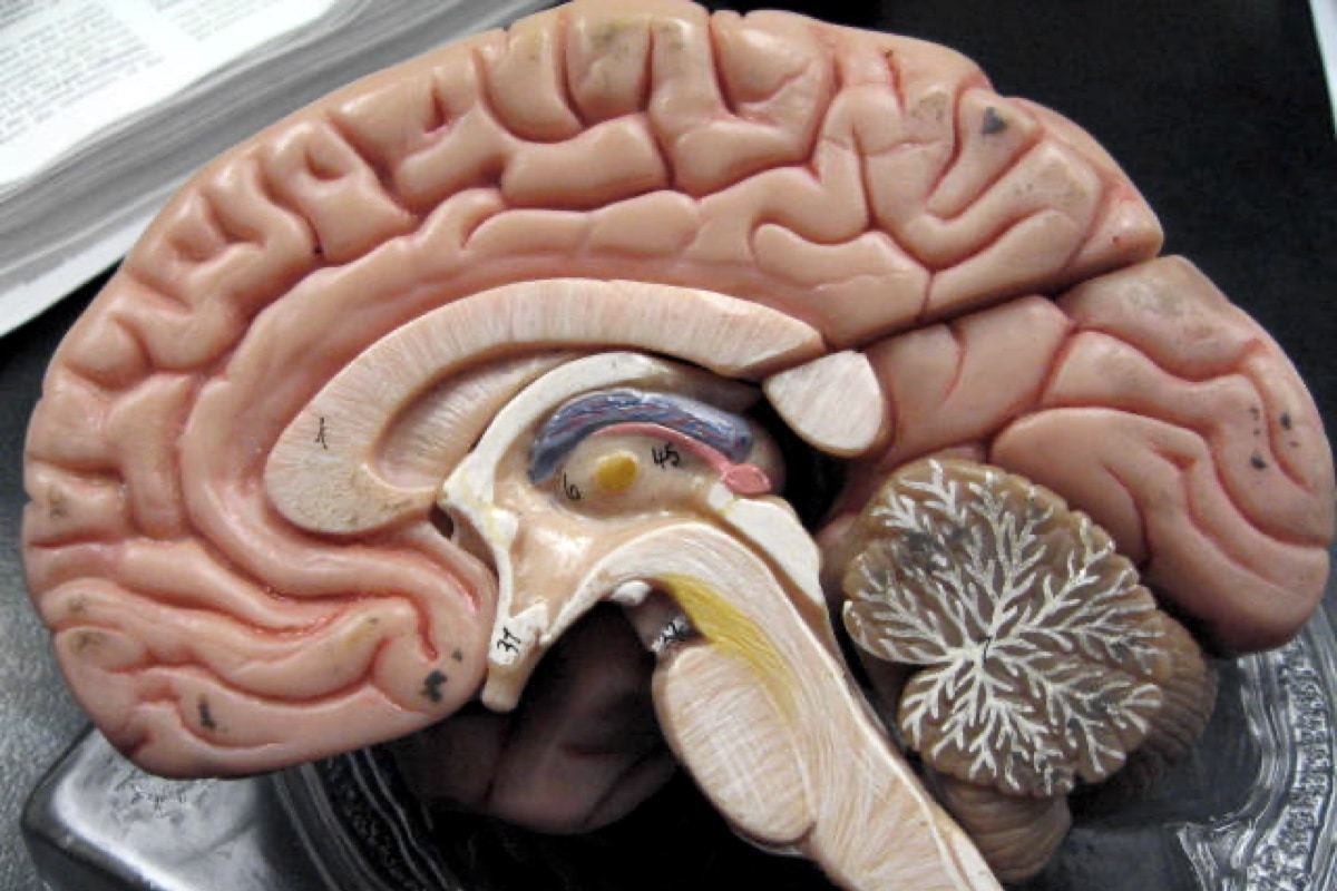 Ничто не проходит бесследно: пережитые человеком травмы навсегда меняют анатомию мозга