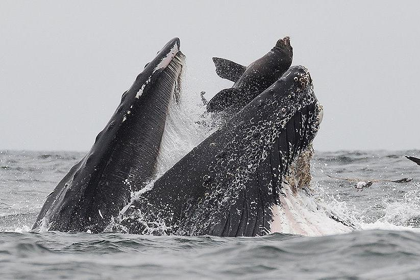 Фото, которое удается сделать раз в жизни: морской лев в пасти кита