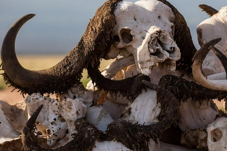 WWF: За 40 лет человек уничтожил половину лесных животных