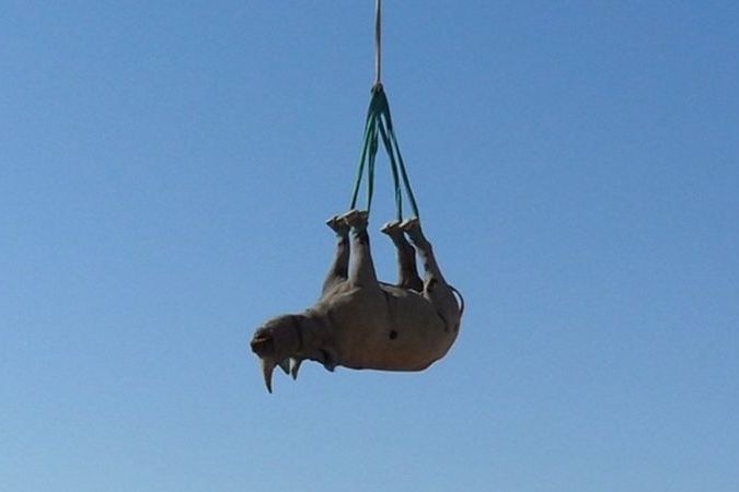 Летающие к верху ногами носороги и борьба с тараканами на подлодках: названы лауреаты ежегодной Шнобелевской премии 