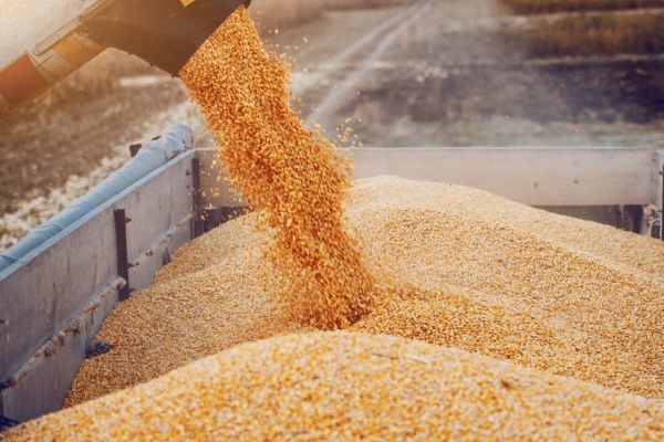 Цены на российскую пшеницу достигли максимума за последние девять лет