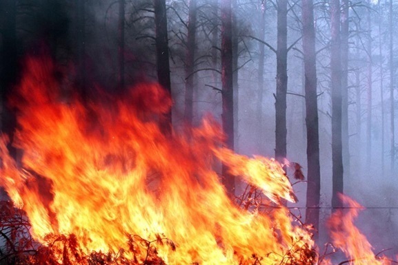 Число лесных пожаров в мире в 2020 году увеличилось на 13%