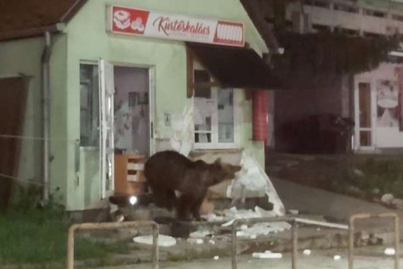 Голодные медведи терроризируют румынский курортный городок