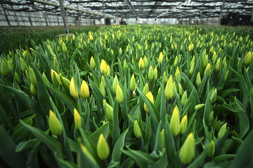 Заключенные вырастили для женщин голландские тюльпаны