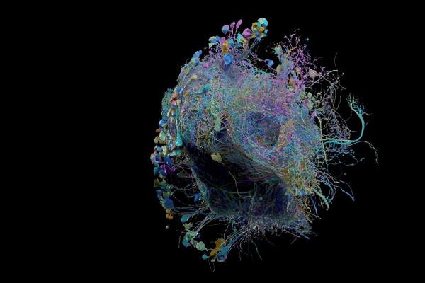 Техническое чудо: ученые опубликовали самую большую карту соединений в мозге высокого разрешения