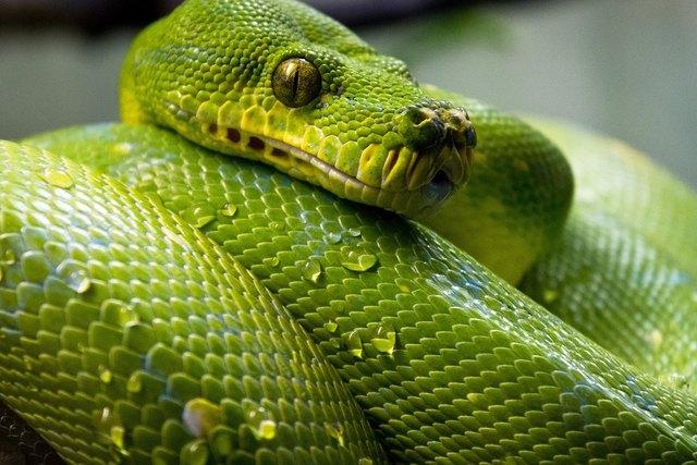 Интересно знать: почему у змеи раздвоенный язык