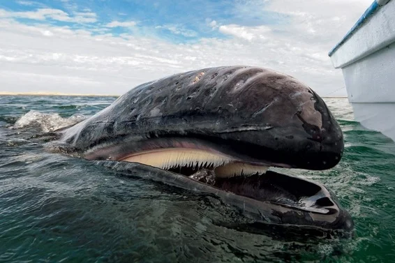 Интересно знать: может ли кит проглотить человека? 