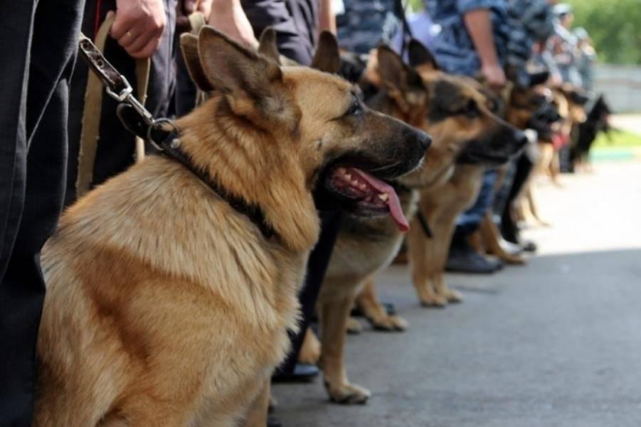 В Азербайджане собак дрессируют реагировать на армянскую речь