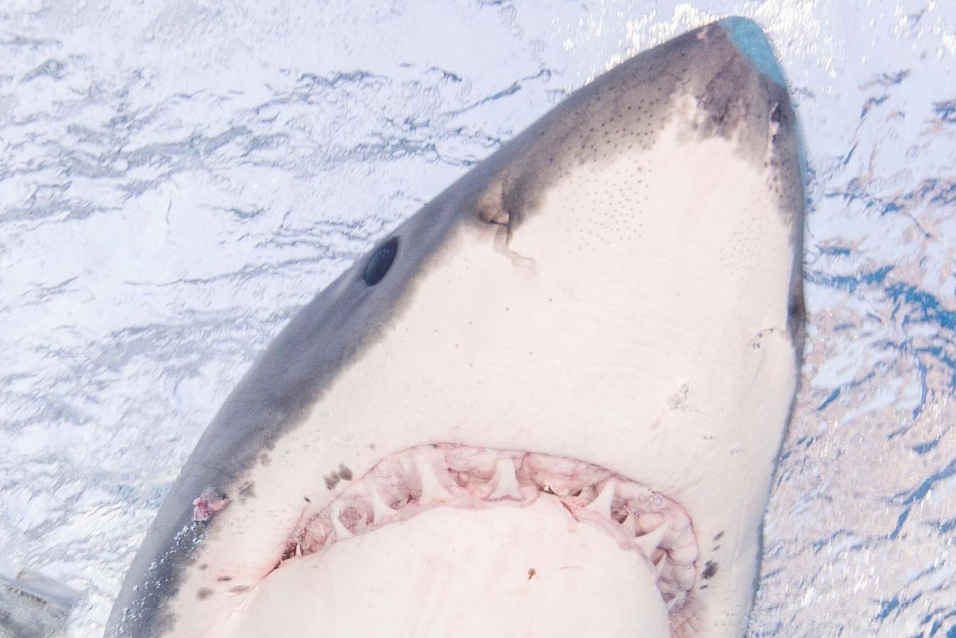  Не растерялся: 60-летний серфер отбился от акулы голыми руками