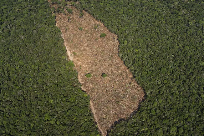 В 2022 году планета потеряла площадь тропических дождевых лесов размером со Швейцарию или Нидерланды