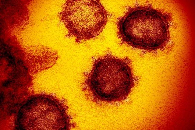 От 20 до 70 лет: ученые определили возраст коронавируса  