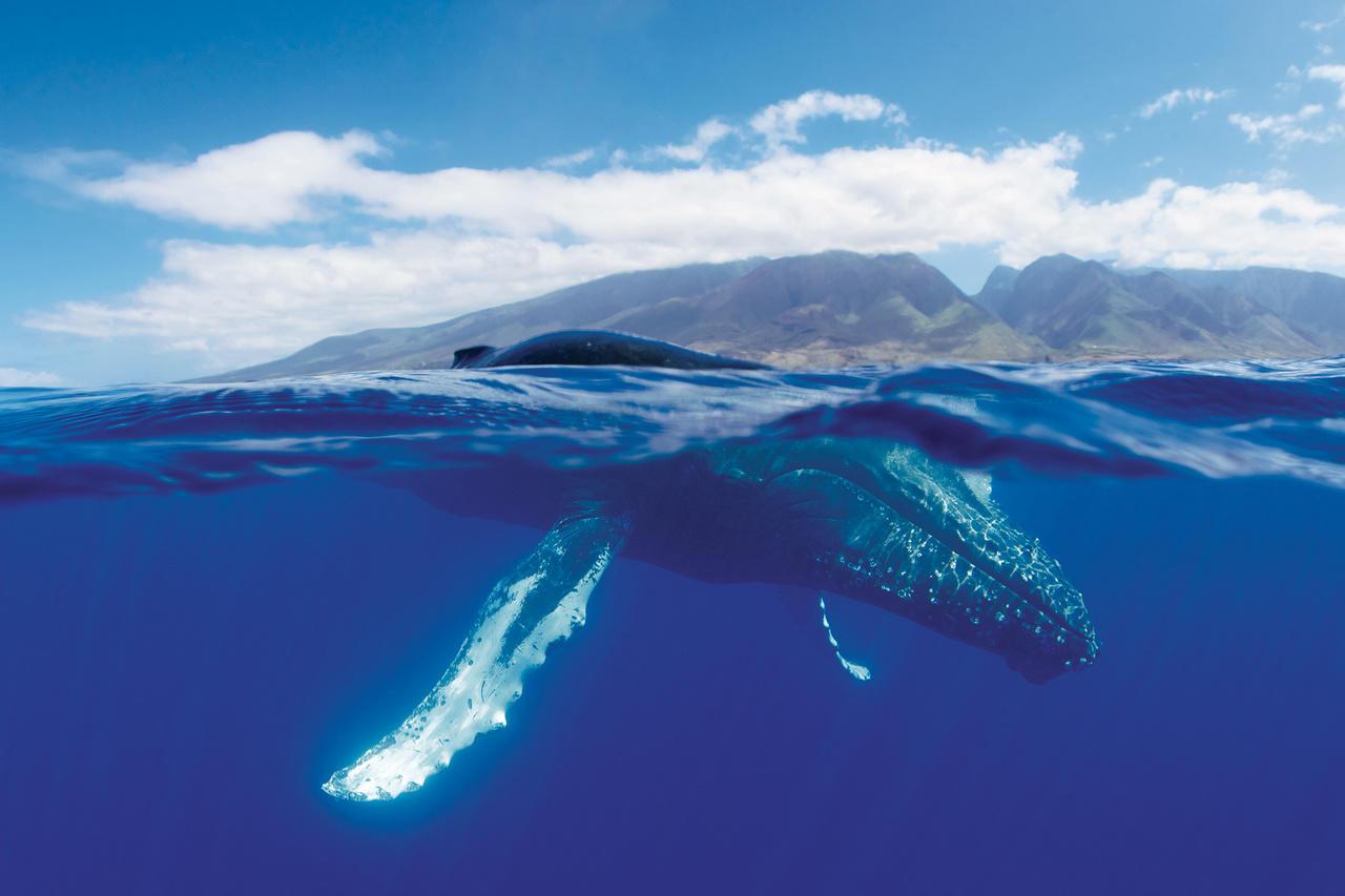 От глобального потепления планету спасут киты: самые крупные в мире млекопитающие способны эффективнее поглощать углекислый газ, нежели деревья